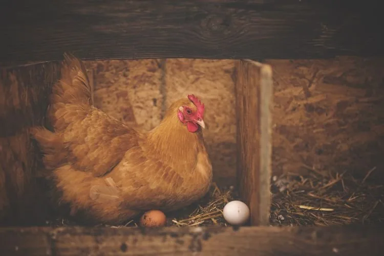Poultry egg production decontamination